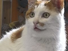 -平行世界·猫咖(首经贸店)