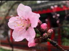 -南汇桃花村