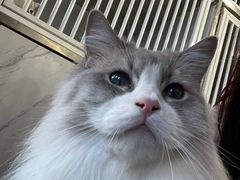 -猫房·猫吧·猫咖(龙湖时代汇店)