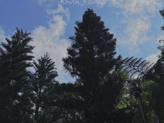 -深圳仙湖植物园