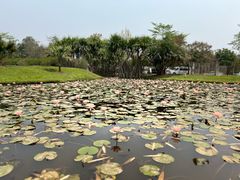 -中国科学院西双版纳热带植物园