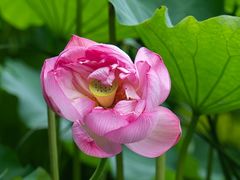 -陈家山荷花公园