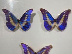 -上海昆虫博物馆