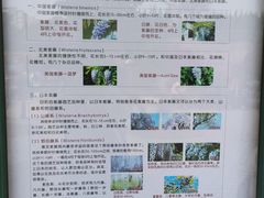 -嘉定紫藤园