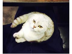 Mikaku-MIKAKU(万达广场上海宝山店)