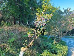 -铁山坪森林公园