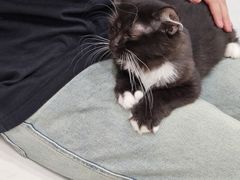-共舞时光猫咖·狗咖(新街口店)