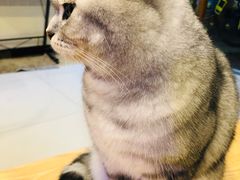 -平行世界·猫咖(首经贸店)