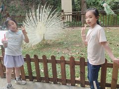 -西双版纳原始森林公园