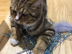 -啵啵喵·猫咖(攀华国际店)