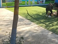 -宠物寄养训练学校