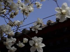 -大觉寺-停车场