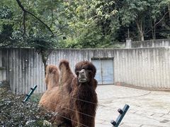 -成都动物园