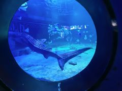 -烟台海昌鲸鲨海洋公园