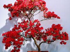 -上海滨江森林公园