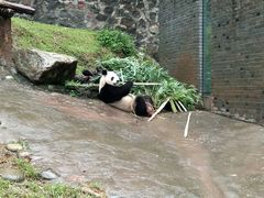 -都江堰中华大熊猫苑
