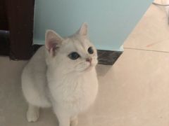 -猫大福·Fortune Cat猫舍(百子湾店)