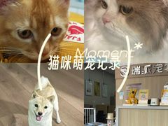 -瑞派宠物医院·犬猫全科·猫友好(宾水西道店)