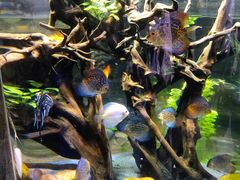 -迪拜水族馆及水下动物园