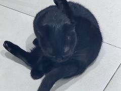 -怪兽屋·羊驼·猫咖·狗咖(俊华广场店)