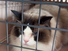 -艾贝尔宠物医院·24H转诊中心·肿瘤猫专科(江宁双龙店)