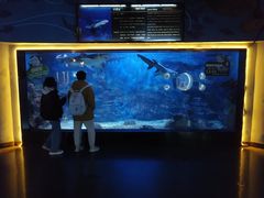 -烟台海昌鲸鲨海洋公园