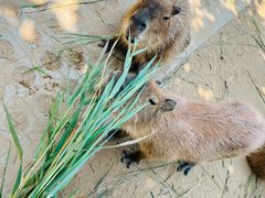 -西霞口神雕山野生动物世界