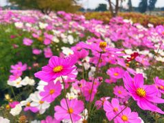 -花开海上生态园