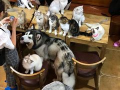 -李小姐の猫咖啡馆(五角场店)