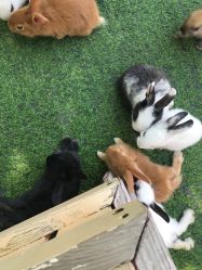 -萌宠亲子动物乐园(槐房万达店)