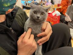 -猫咪派对(江南西店)