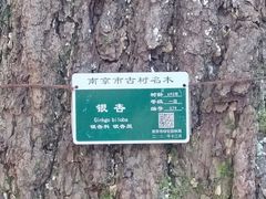 -灵谷景区