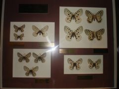 -上海昆虫博物馆