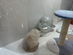 -1013 PET SHOP精品宠物商店(丁香店)