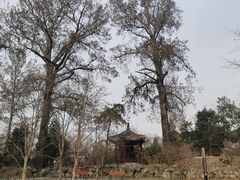 -近春园遗址