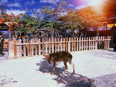 -鹿境梅花鹿生态园区