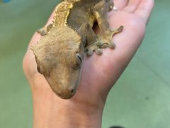 -藦茜花园宠物主题亲子互动体验馆(国顺东路店)