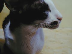 -猫色咖啡·猫咖