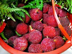 -西山樟坞健康果园枇杷杨梅采摘