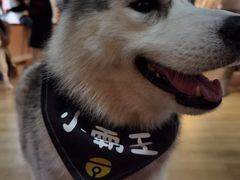 -Husky Go! 哈士奇体验馆·宠物咖啡厅狗咖