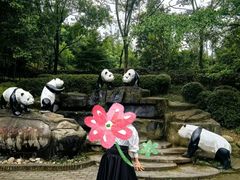 -都江堰中华大熊猫苑