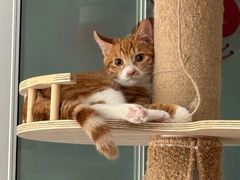 -pd派德宠物中心医院24H急重症·眼科中心·血液透析中心(嵩山北路店)