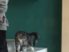 -飞行喵MR PILOT|猫舍·猫咖(静安大融城店)