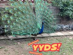 -清迈夜间动物园