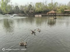 -溱湖国家湿地公园