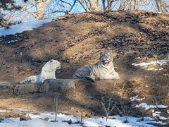 -北京野生动物园