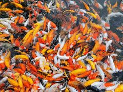 -大门水乡·顺德菜