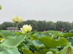 -北京大学口腔医院(魏公村总院)