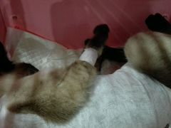 -纳吉亚猫专科动物诊疗中心(蒋宅口分院)