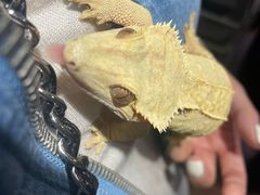 -酷以爬仙阁实体爬宠店·守宫·蜥蜴·专业繁育